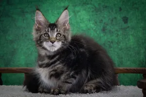Maine Coon kitten