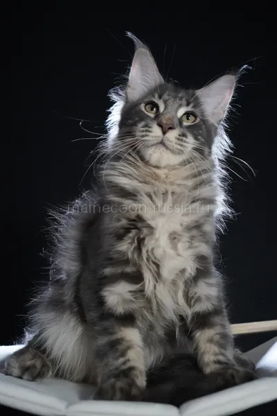 Eddie — Котенок мейн-кун, Голубой серебрянный мраморный MCO as 22