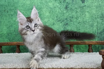 Maine Coon kitten