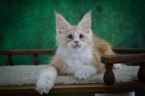 Maine Coon kitten