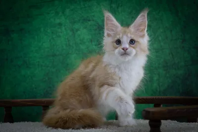 Котенок мейн-кун