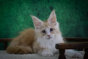 Maine Coon kitten