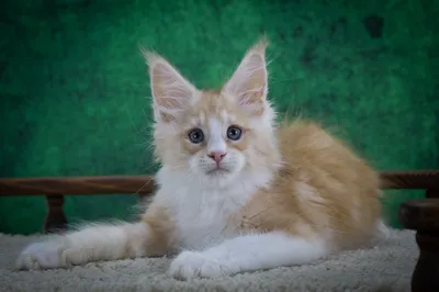 Котенок мейн-кун