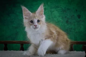 Maine Coon kitten