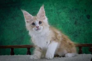 Maine Coon kitten