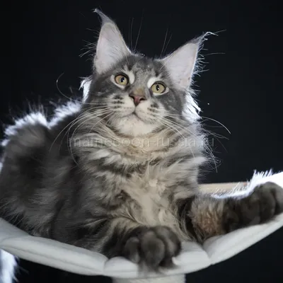 Eddie — Котенок мейн-кун, Голубой серебрянный мраморный MCO as 22