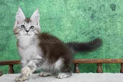 Maine Coon kitten