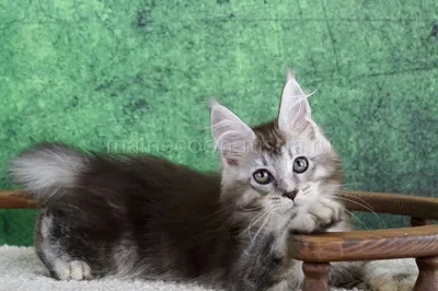 Maine Coon kitten