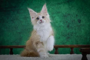 Maine Coon kitten