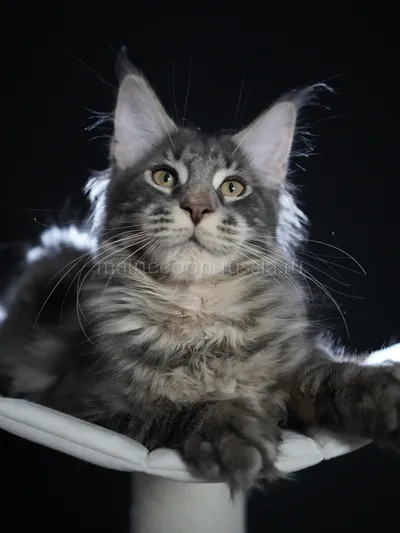 Eddie — Котенок мейн-кун, Голубой серебрянный мраморный MCO as 22