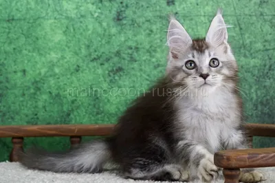 Maine Coon kitten