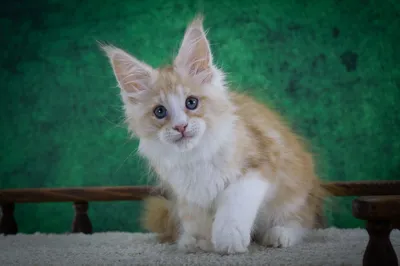Котенок мейн-кун