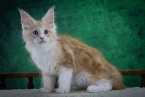 Maine Coon kitten