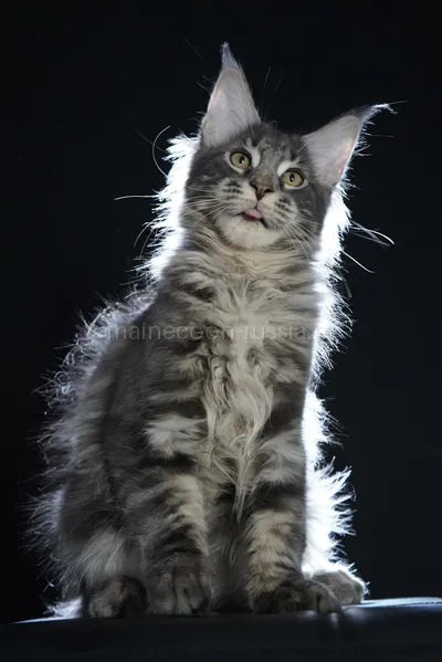 Eddie — Котенок мейн-кун, Голубой серебрянный мраморный MCO as 22