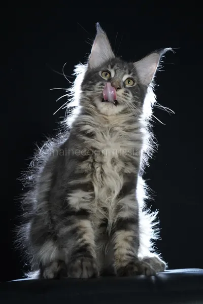 Eddie — Котенок мейн-кун, Голубой серебрянный мраморный MCO as 22