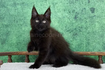 Maine Coon kitten