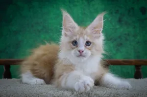 Maine Coon kitten