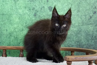 Maine Coon kitten