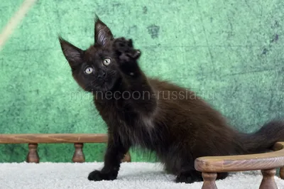 Maine Coon kitten