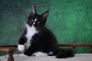 Maine Coon kitten