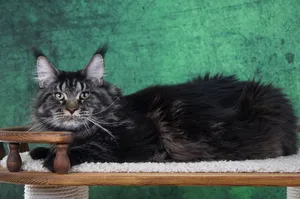 Котенок мейн-кун