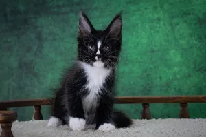 Maine Coon kitten