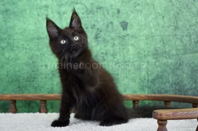Maine Coon kitten