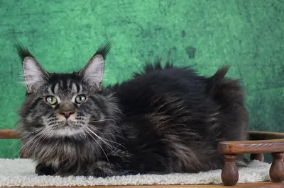 Котенок мейн-кун