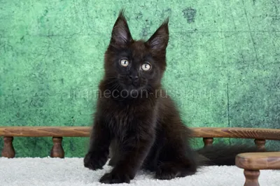 Maine Coon kitten