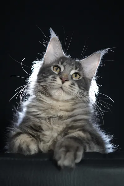 Eddie — Котенок мейн-кун, Голубой серебрянный мраморный MCO as 22
