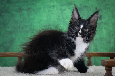 Котенок мейн-кун