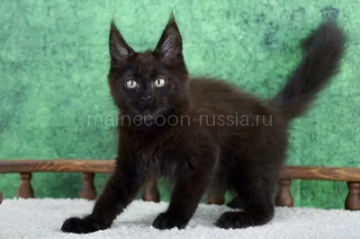 Maine Coon kitten