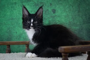 Maine Coon kitten