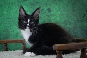 Maine Coon kitten