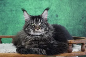 Котенок мейн-кун