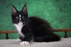 Maine Coon kitten