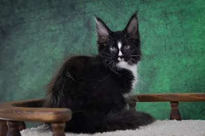 Котенок мейн-кун