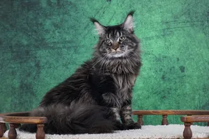 Котенок мейн-кун