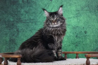 Котенок мейн-кун