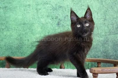 Maine Coon kitten