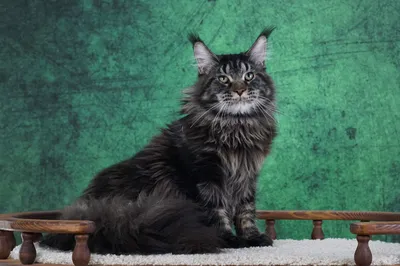 Котенок мейн-кун