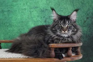 Котенок мейн-кун