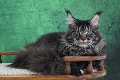 Котенок мейн-кун