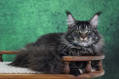 Котенок мейн-кун