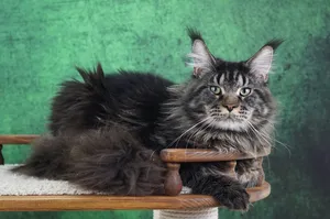 Котенок мейн-кун