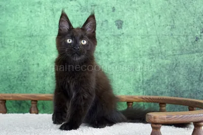 Maine Coon kitten