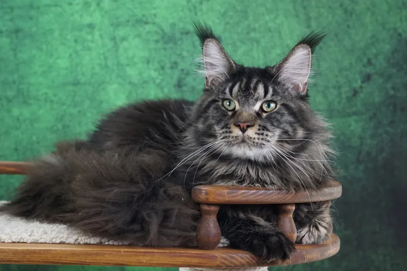 Maine Coon kitten Black Silver Classic Tabby MCO ns 22 Boy