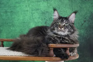 Котенок мейн-кун