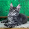 King - фото 1