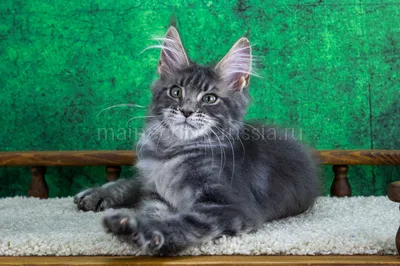 Maine Coon kitten